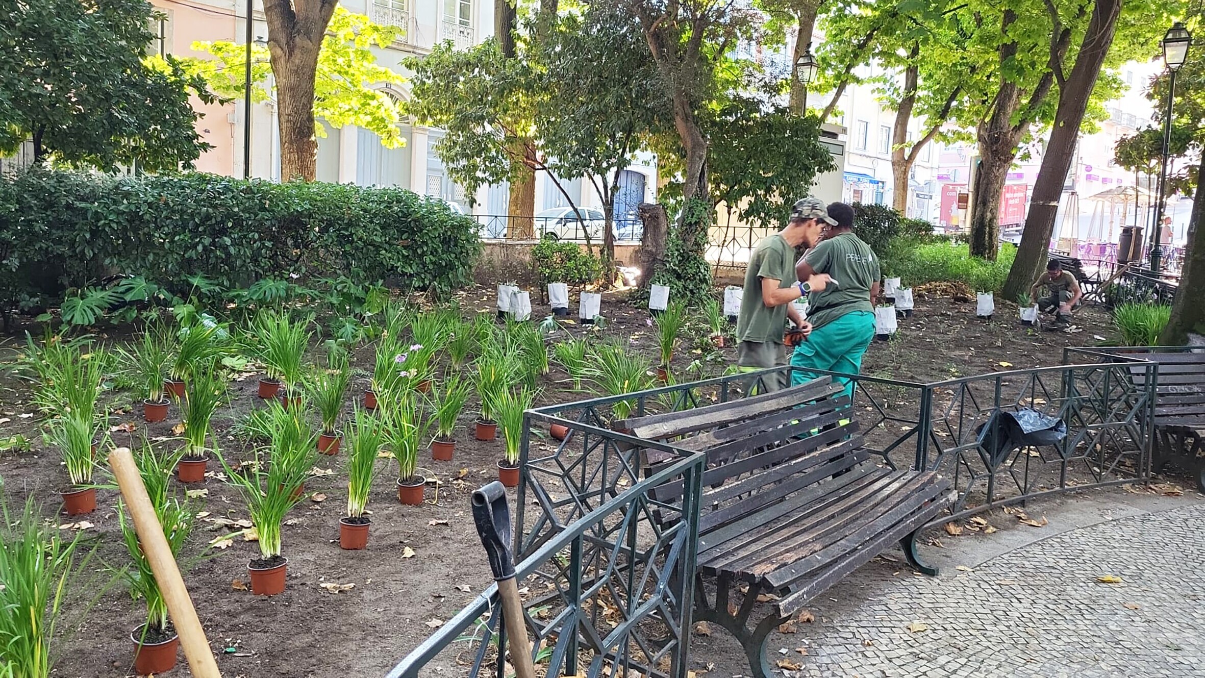 Plantações nos Jardins da Praça das Flores e Antonio Tabucchi