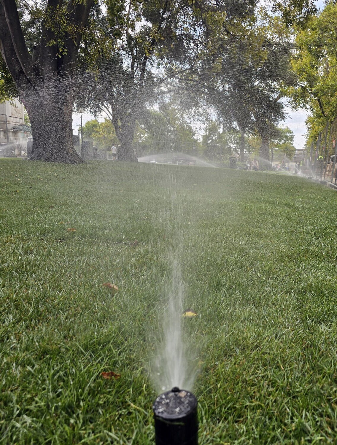 Junta de Freguesia renova plantações no Jardim Sá da Bandeira